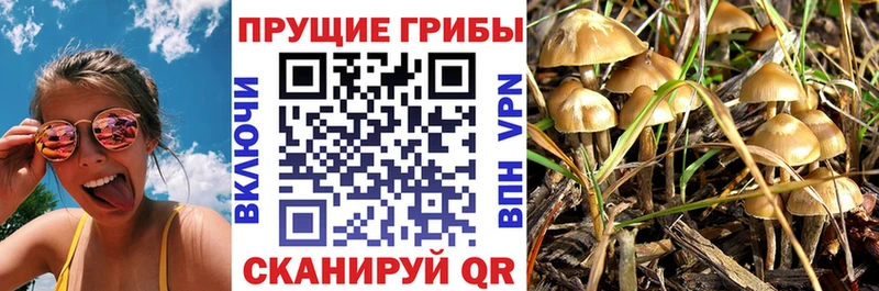 Галлюциногенные грибы Cubensis  Железногорск-Илимский 